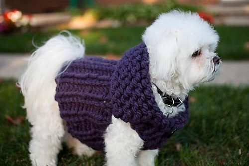 10 Free Dog Sweater Knitting Patterns for Beginners!