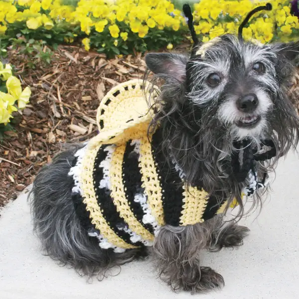 Dog's Crochet Bumble Bee Costume