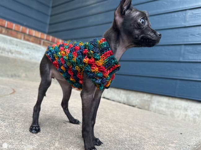 Tiny Dog Sweater