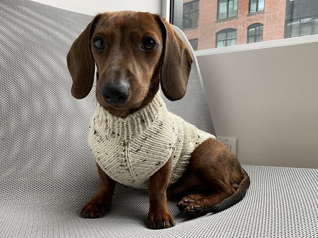 Edinburgh Seamless Dog Sweater