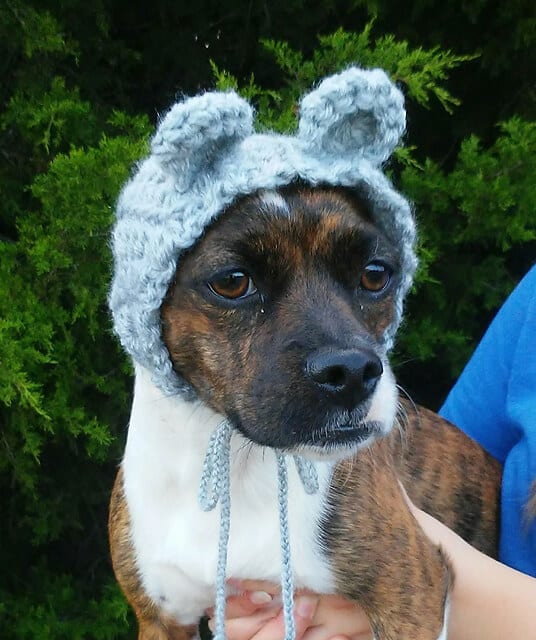 Dog Bear Cowl - Snood