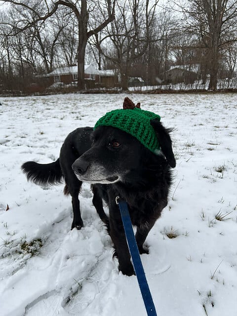 Dinosaur Hat for Dogs